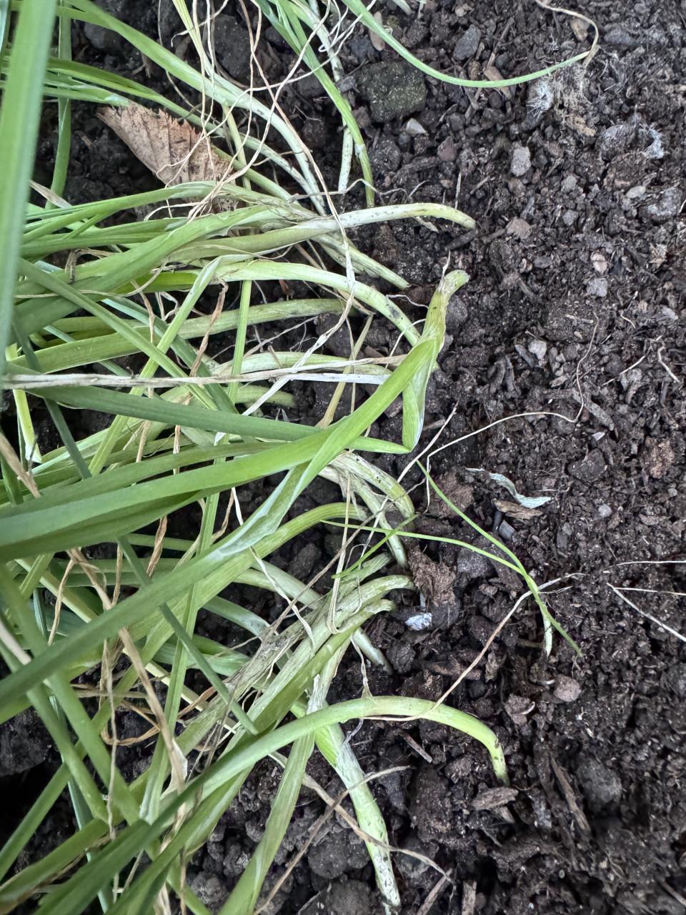 Winterprei plantjes Preiplanten