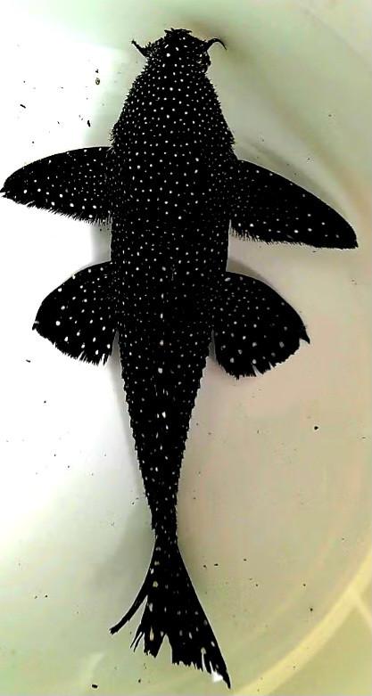 Aquariumvissen L240 pleco