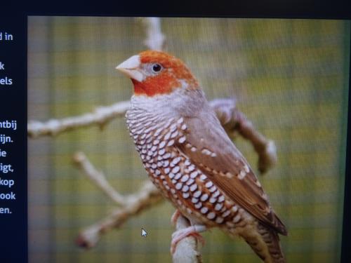 TE KOOP VERSCHILLENDEVOLIERE VOGELS BROEDRIJP