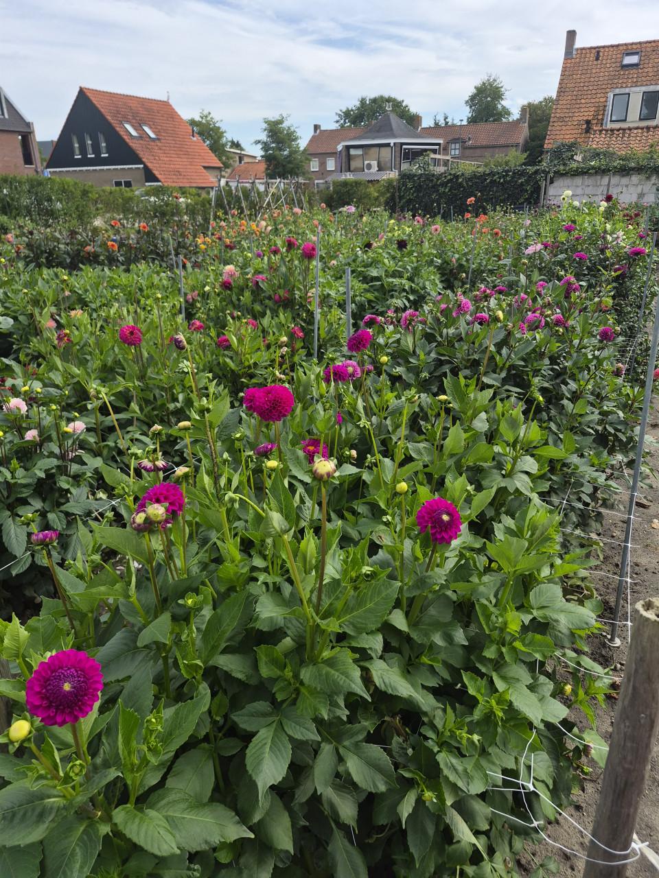 Dahlia's plukken in Heinkenszand.