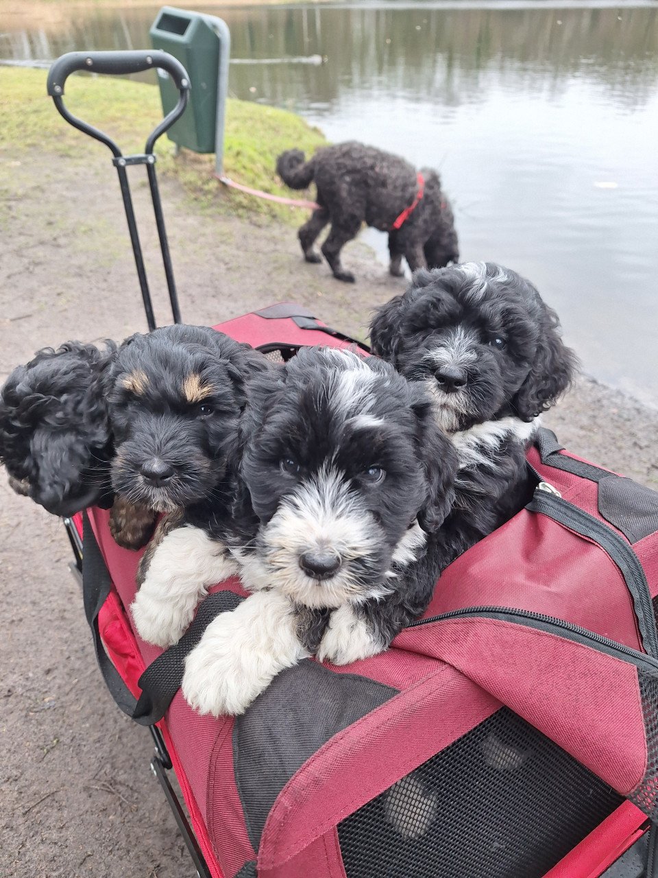 Bernedoodles pups