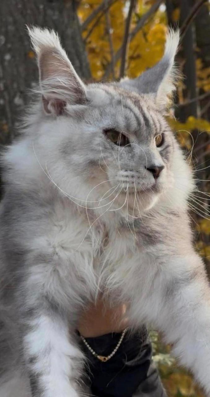 Maine coon dekkater met stamboom, shaded lijn,rusland