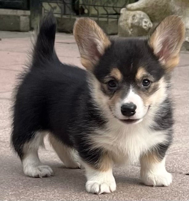 Welsh corgi pembroke puppies