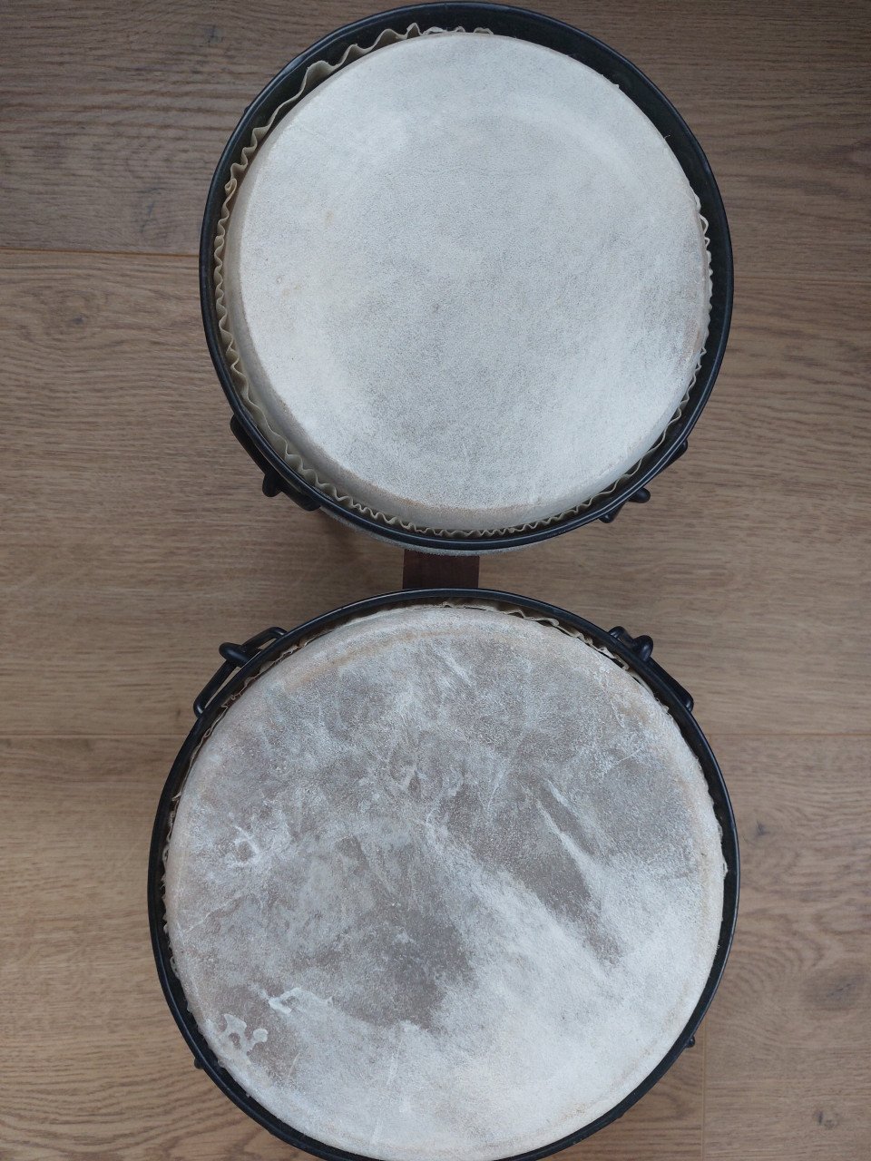 Bongo