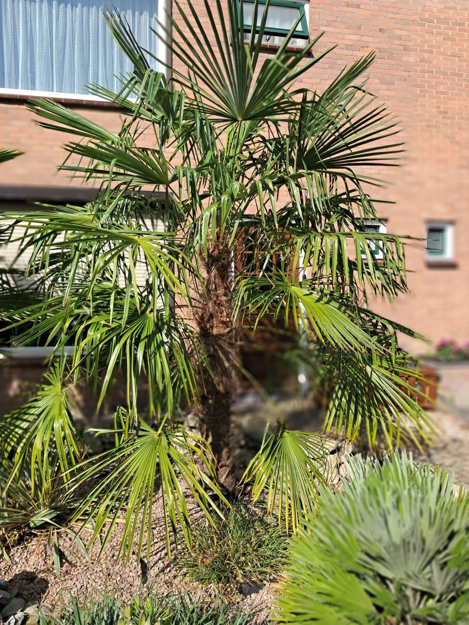 Palmbomen