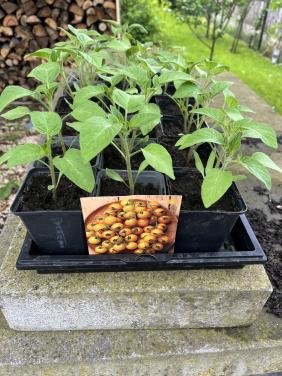 Tomatenplanten