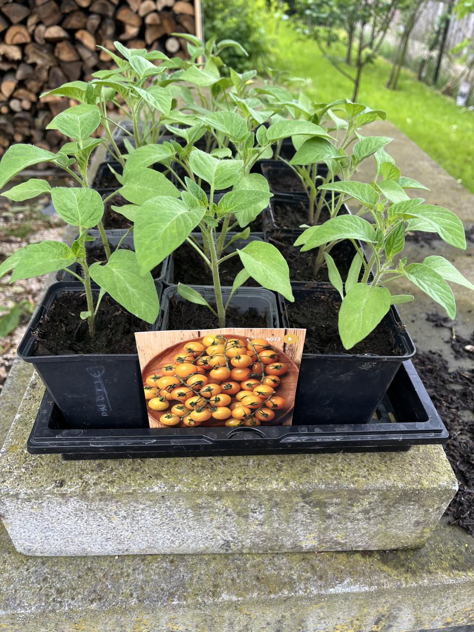 Tomatenplanten