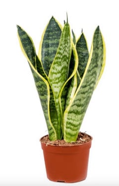 Sanseveria's, kamerplant