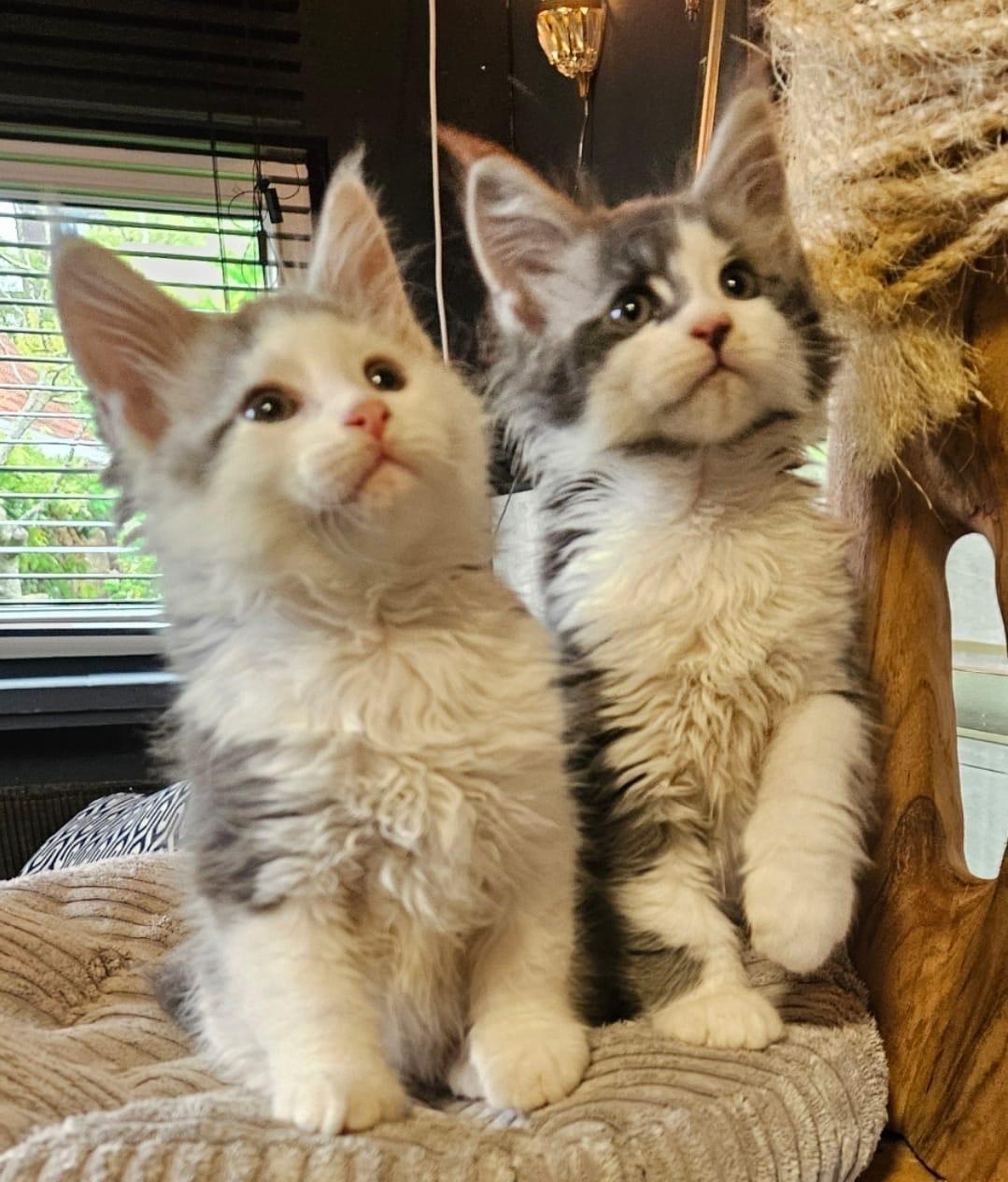 Maine coon kittens te koop!
