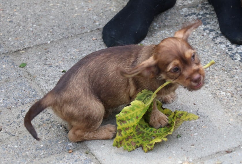 Kruising Shih tzu pups bruin-choco bruin
