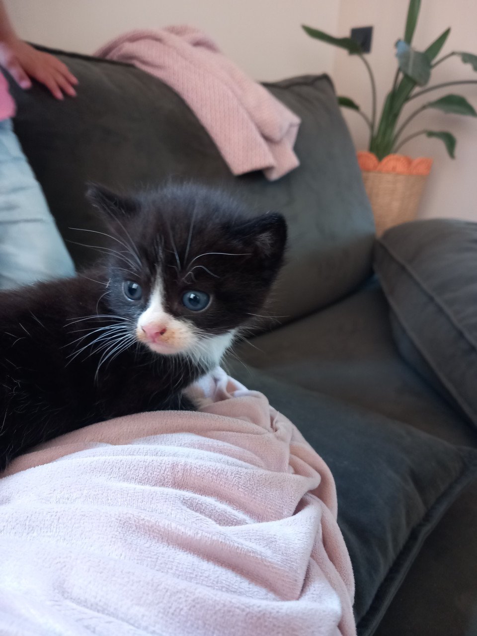 Kittens