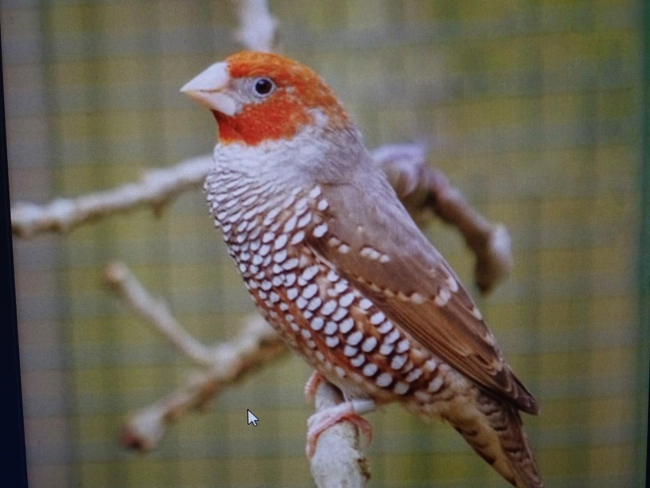 Te koop Roodkop amedine broedrijp  grote vogel .