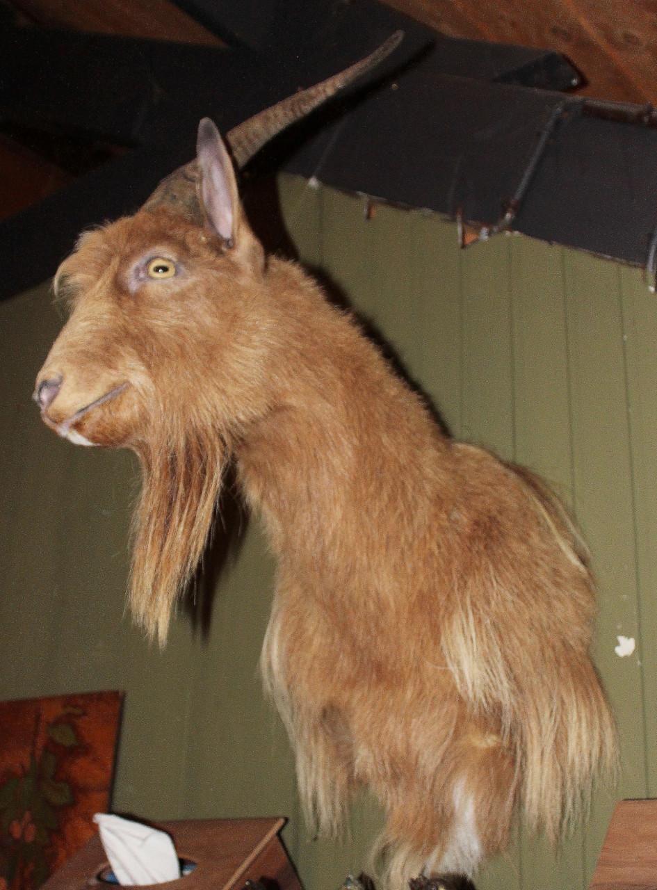 Gijs "de Hollandse geit"