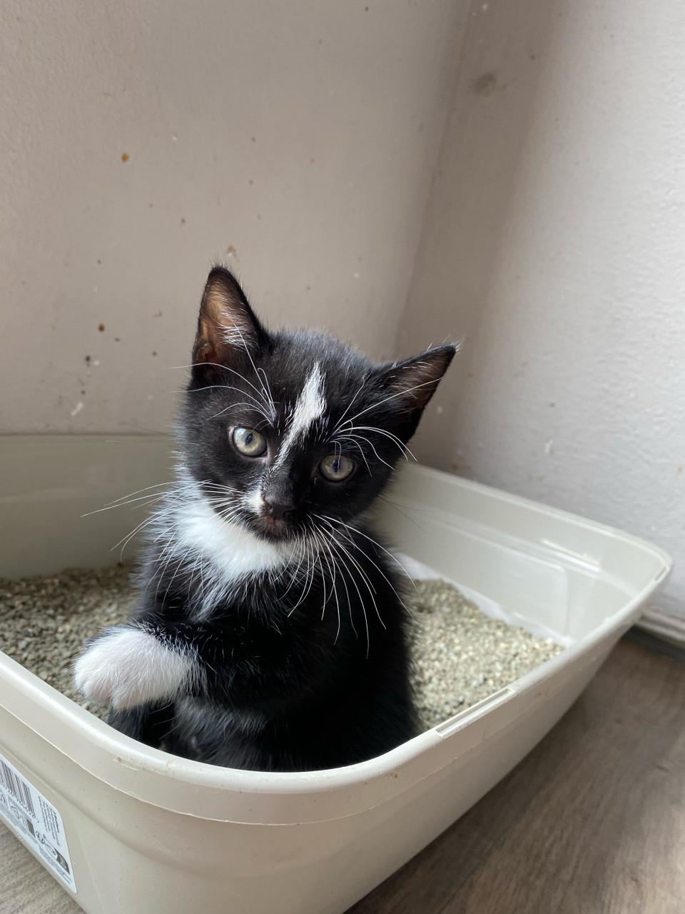 Kittens 🐾 (ingeent, ontwormd en ontvlooit) zoeken paleisjes. 👑