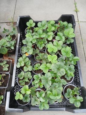 Aardbeiplantjes