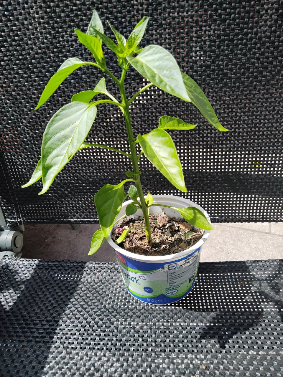 Tomatenplantjes, paprikaplantjes en gele afrikanen