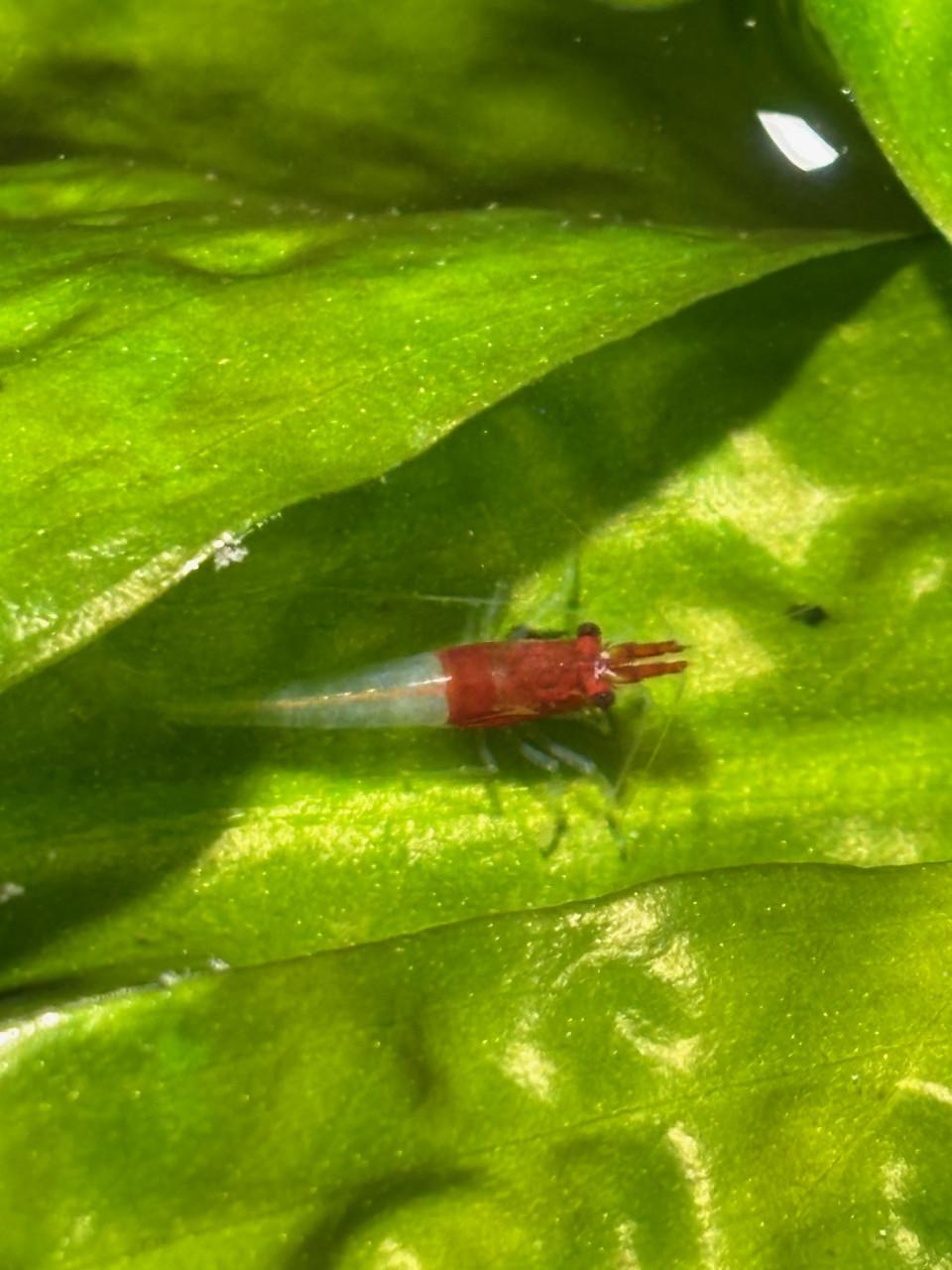 Neocaridina "Rood kapje" garnalen