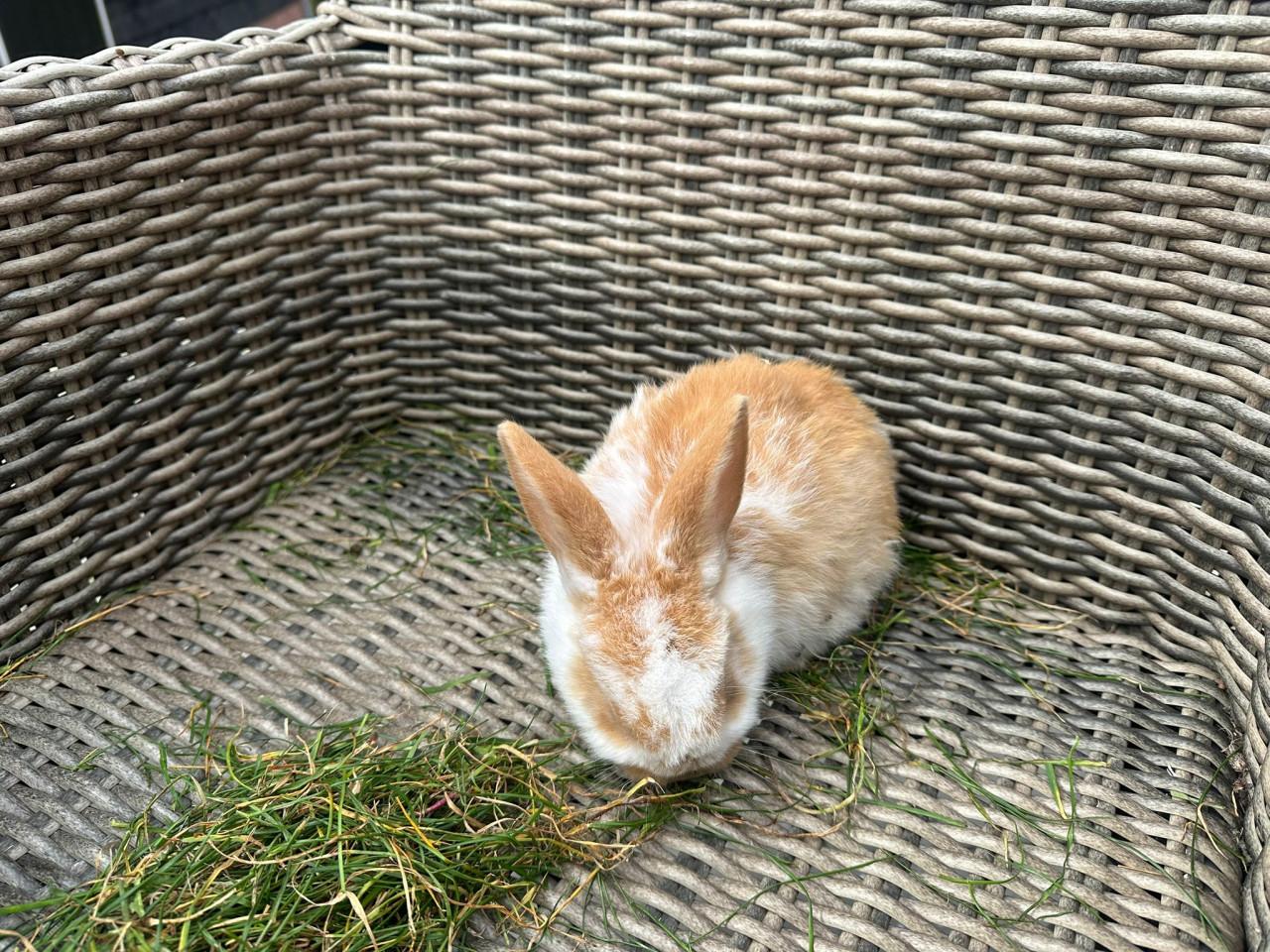 Te koop jonge konijnen