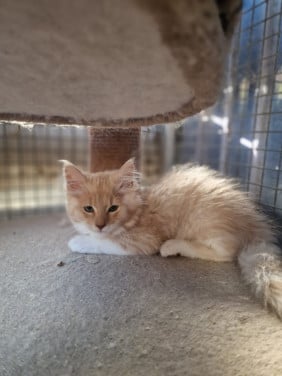 Te koop mooie lieve stoere Maine Coon katertje