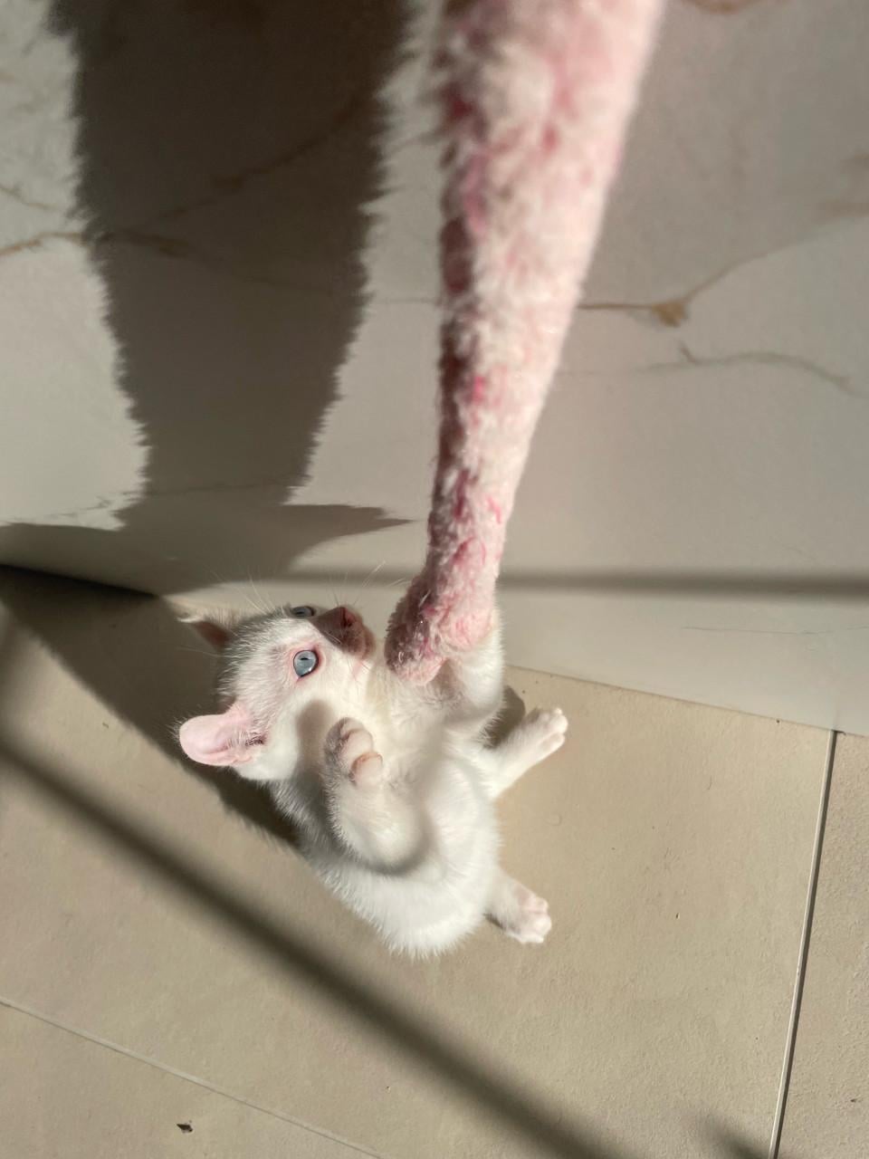 Kittens