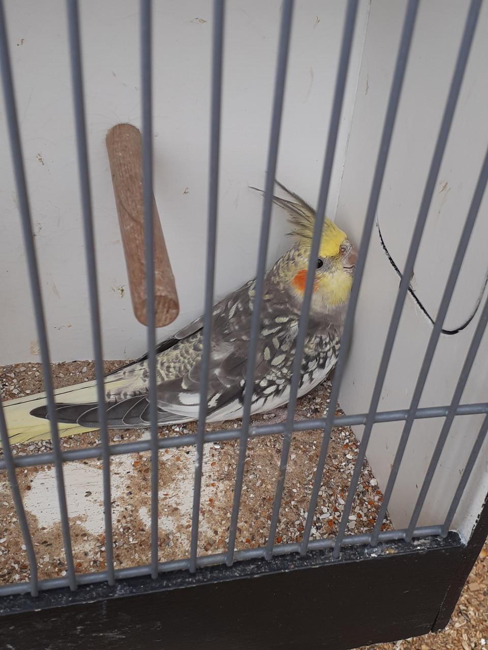 Diverse kleuren valkparkieten