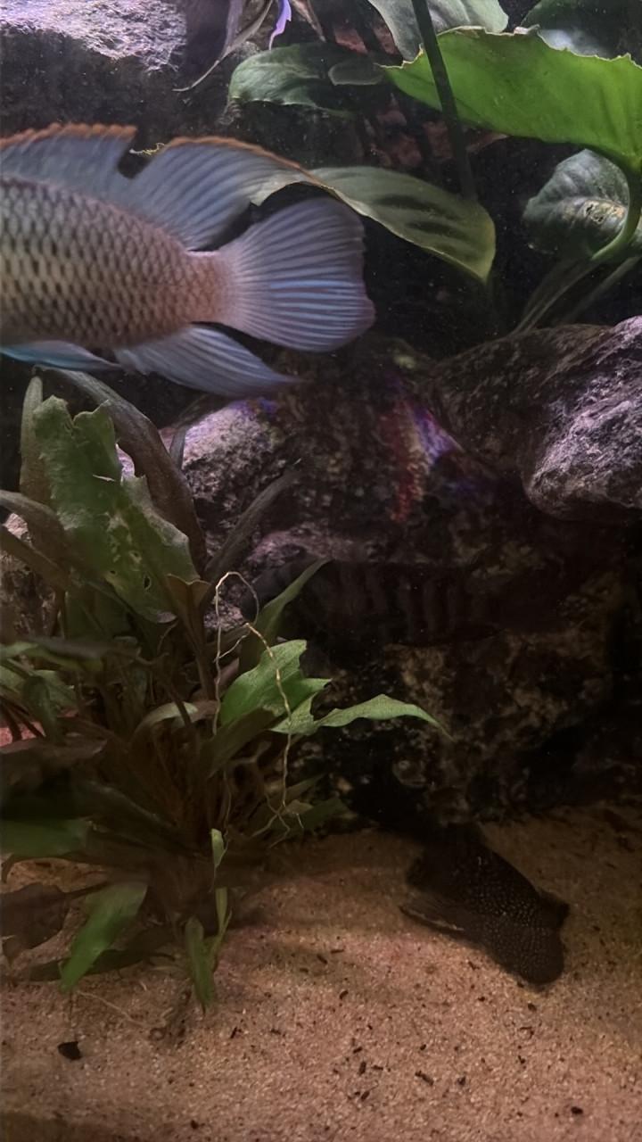 Aquariumvissen divers