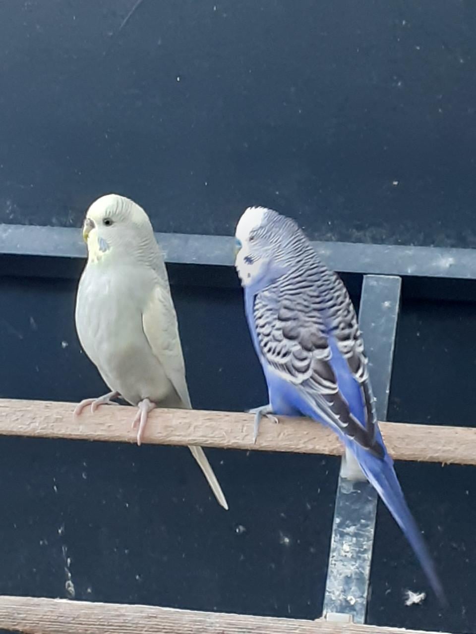 Koppels grasparkieten