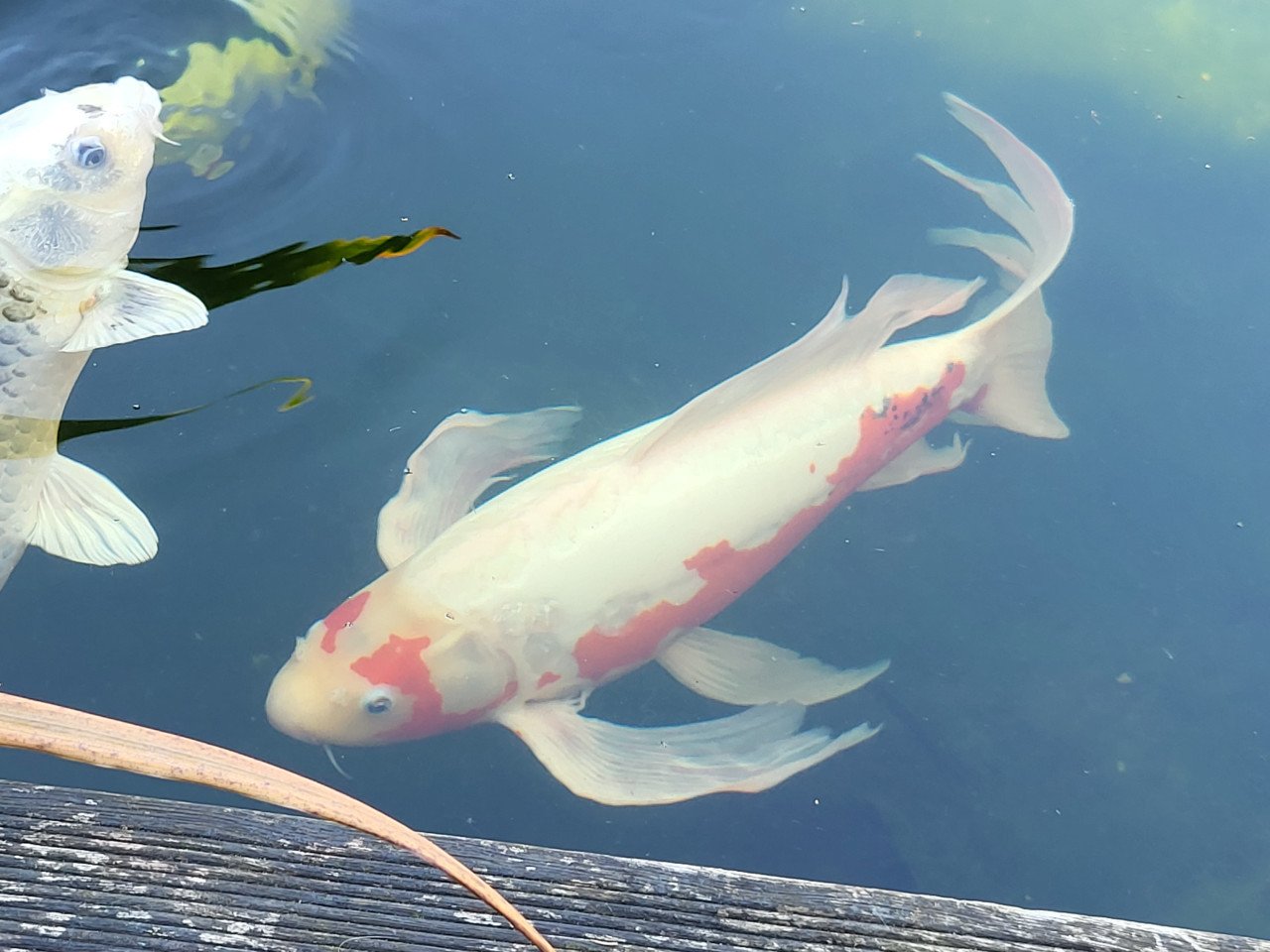 Koi's