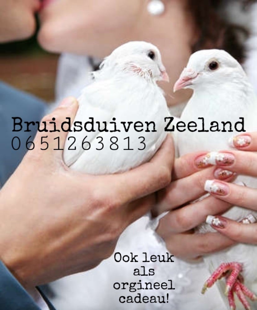Witte postduiven huren