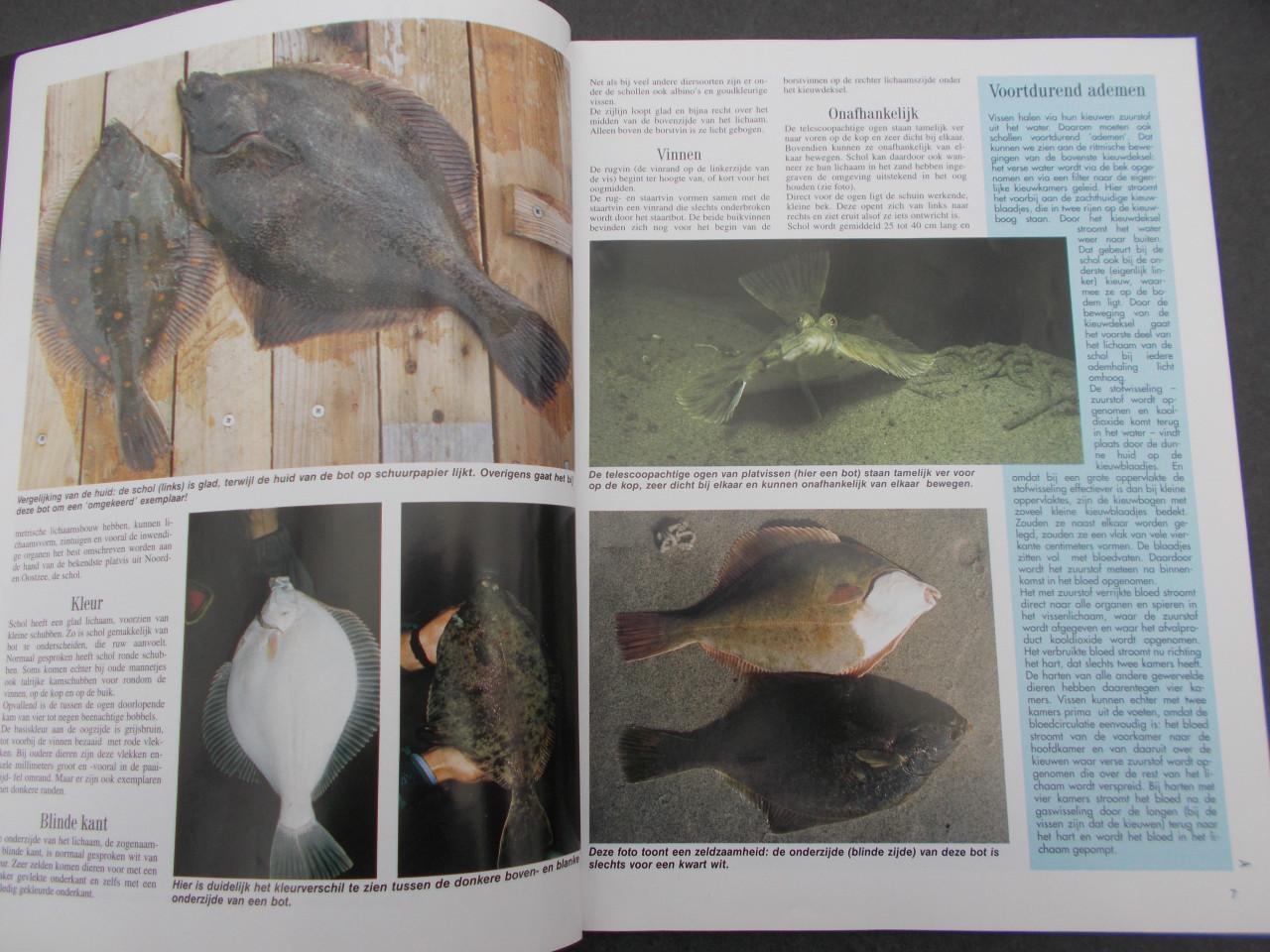 PLATVIS, alles over platvis