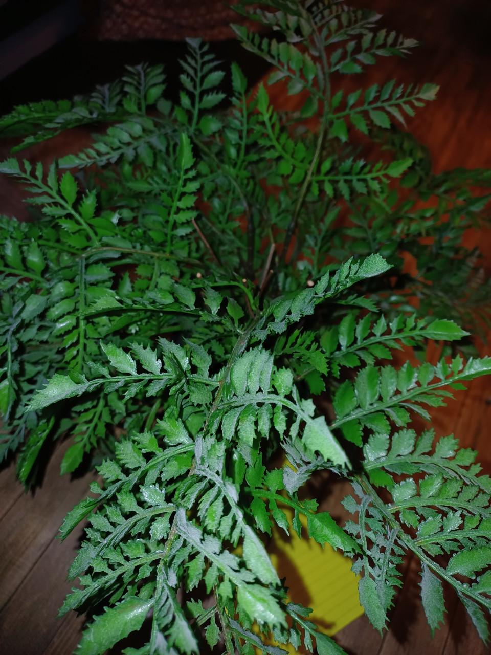 Kunstplanten