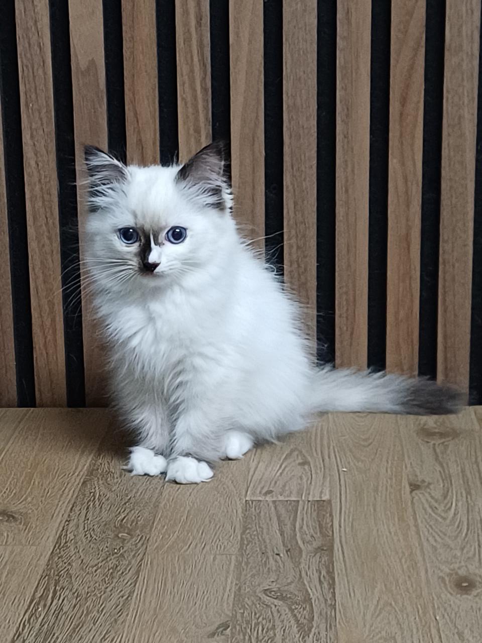 Prachtig Ragdoll poesje met stamboom