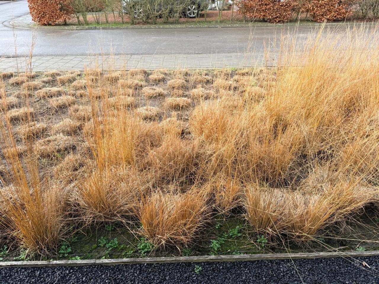 Gratis Molinea Edith Dudzes