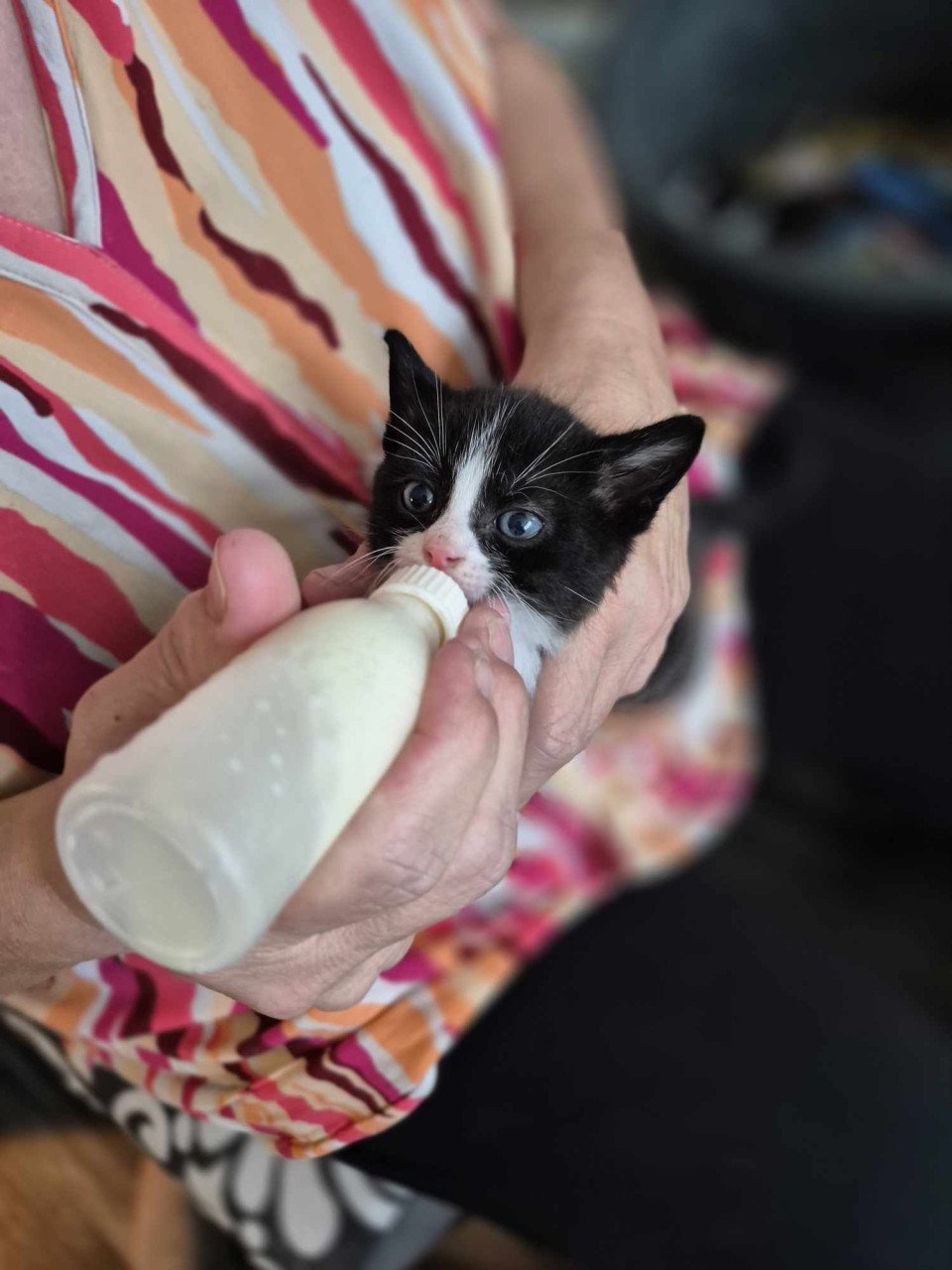 Super lieve sociale grotendeels met de fles opgevoede kittens te koop