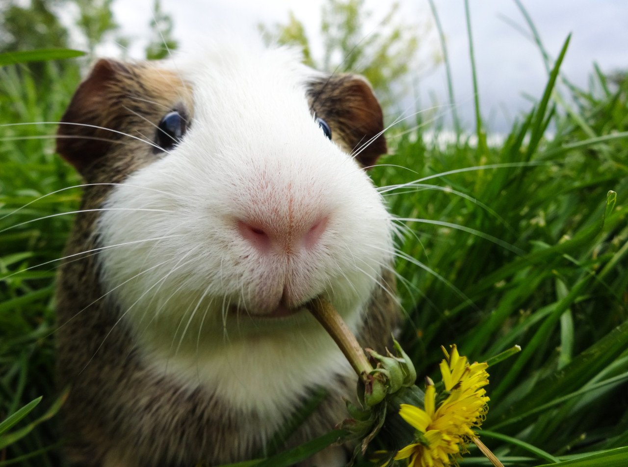 Dierenbenodigdheden voor honden, katten, knaagdieren, vogels en vissen