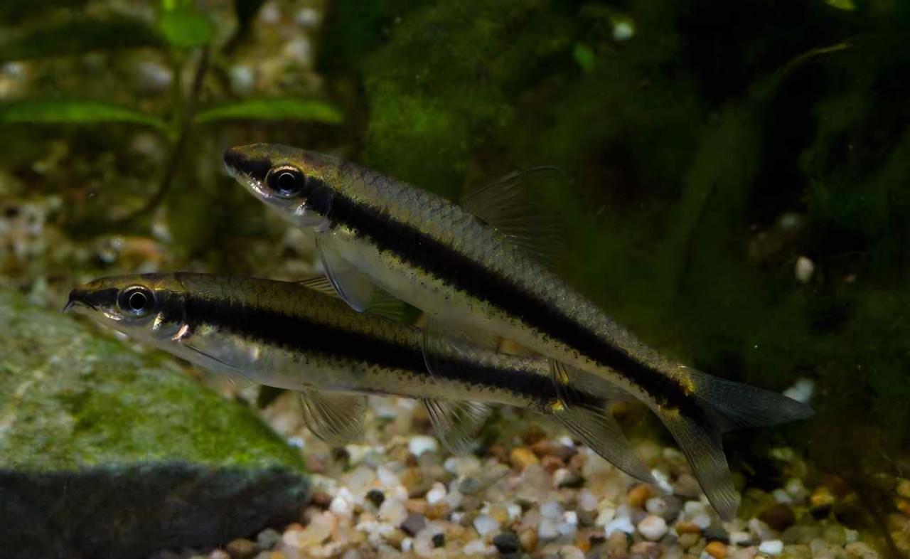 Koppel siamese algeters