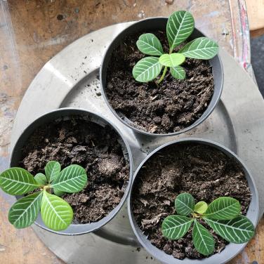 Stekje van mn Madagaskar juweel plant