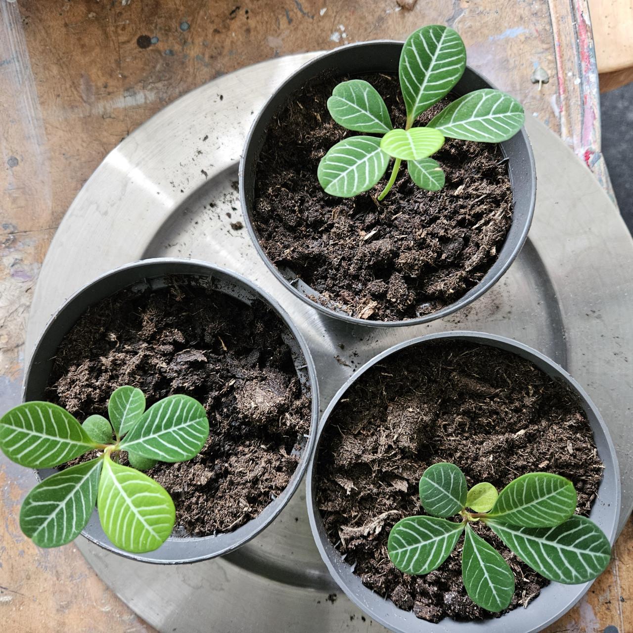 Stekje van mn Madagaskar juweel plant