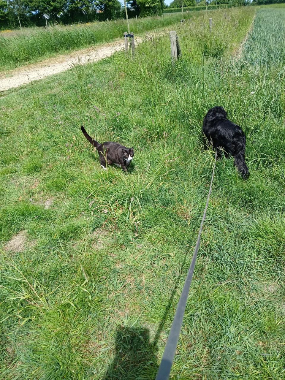 Lieve hond gezocht, liefdevol huisje aangeboden.