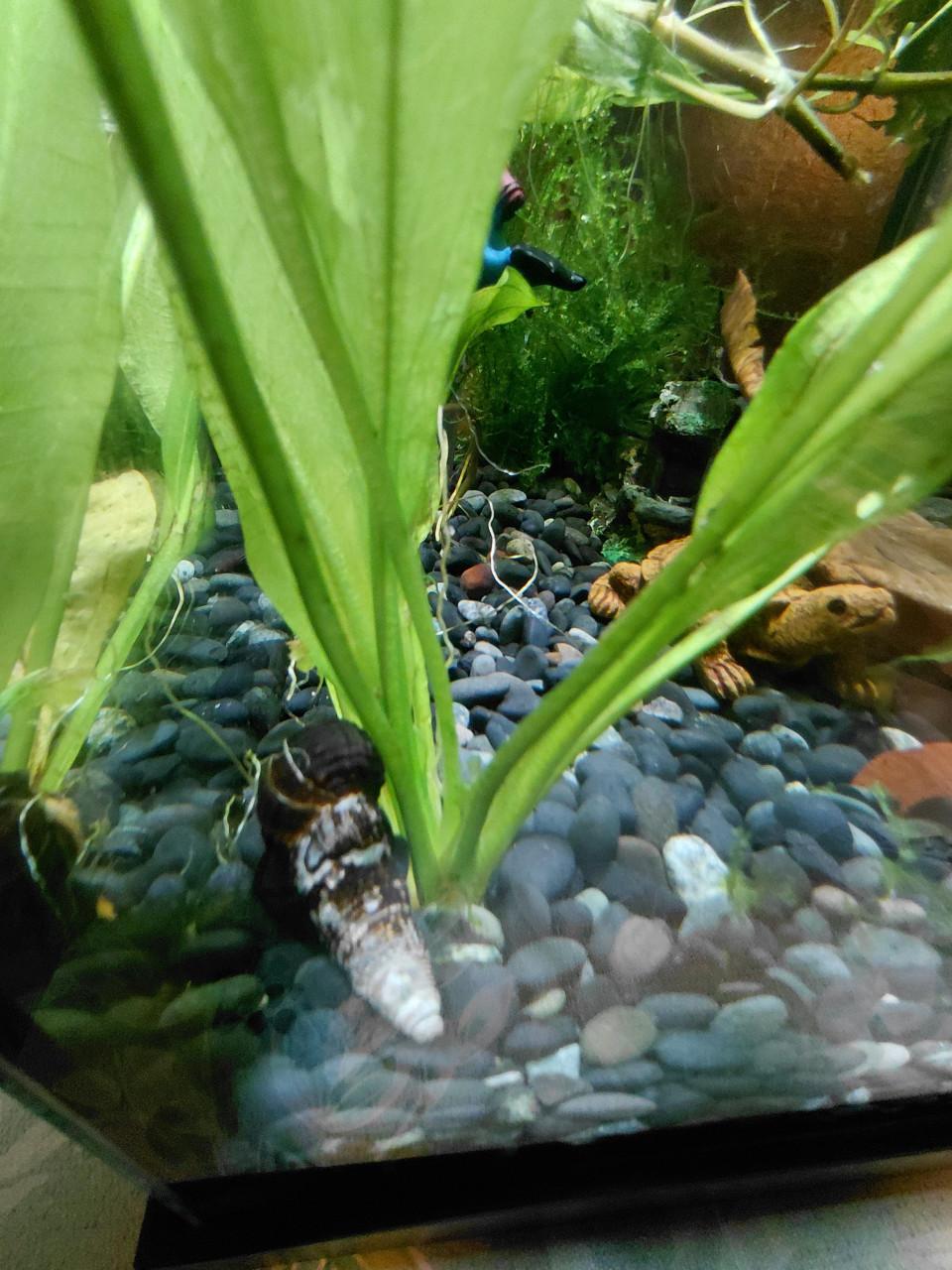 Puntslakken Aquarium.