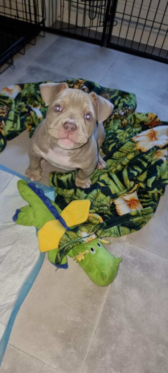 Micro extreem bully pup met stamboom mag verhuizen