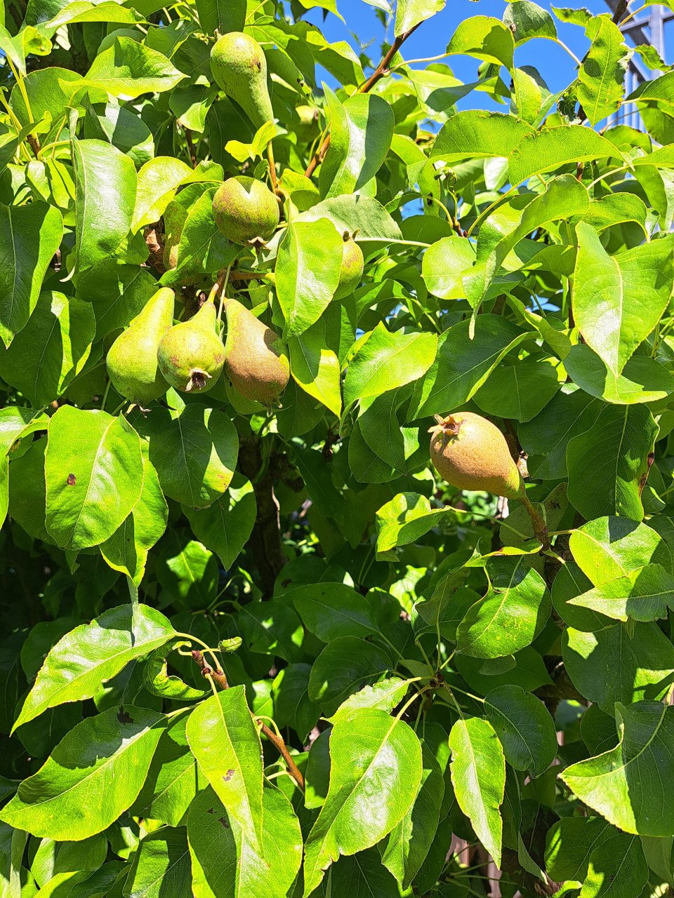 Twee mooie oude peren bomen