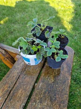 Aardbeiplant in potje of los met kluitje aan Biologische.