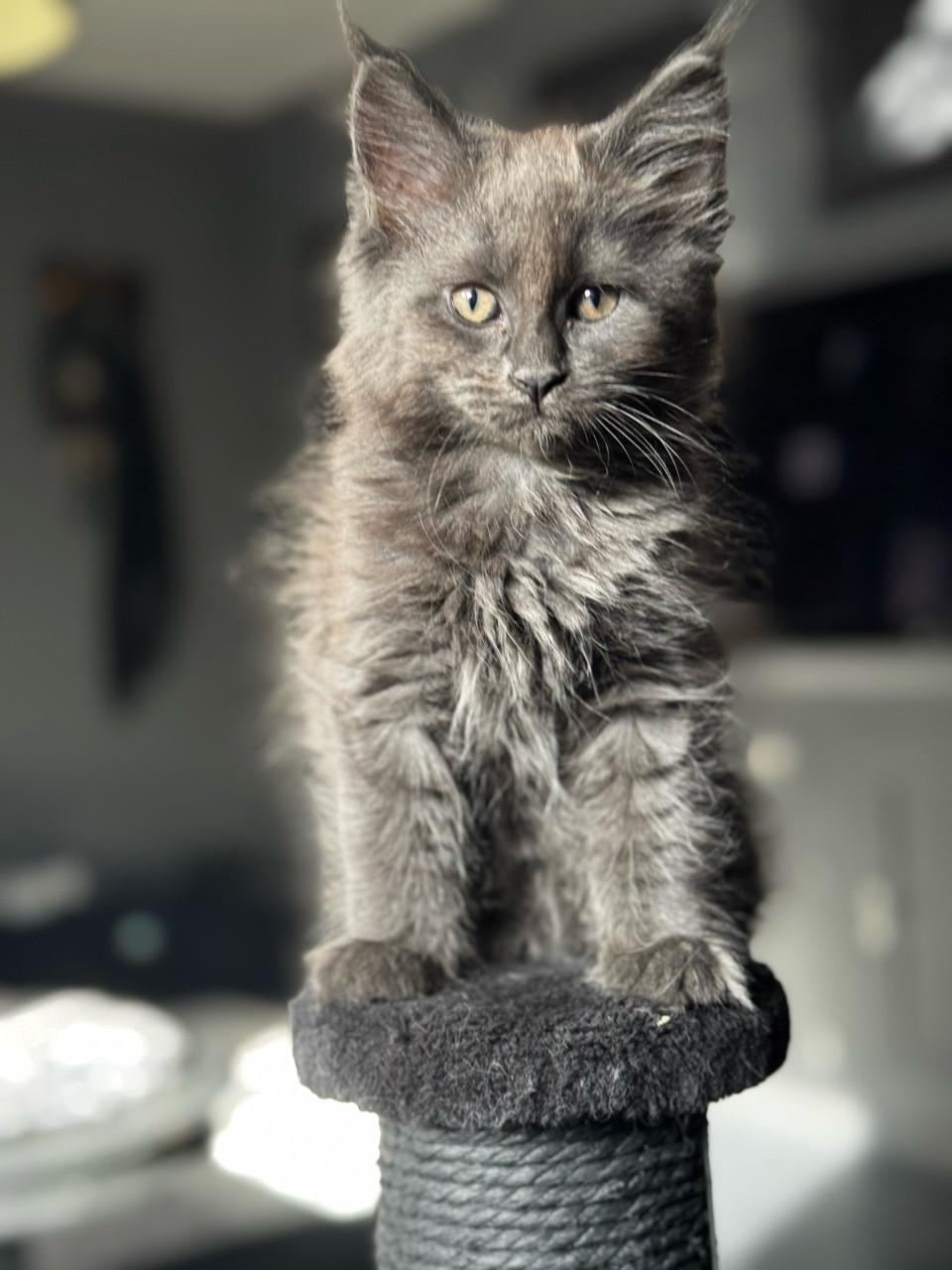 Maine coon kittens blue