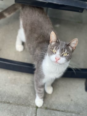 Kater (Puck)