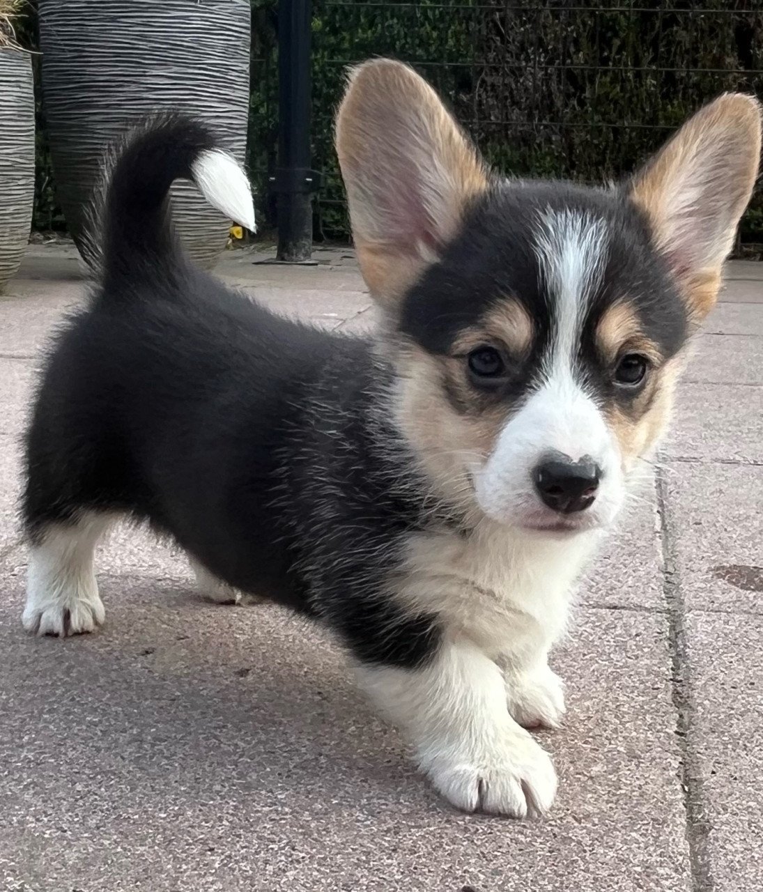 Welsh corgi pembroke puppies