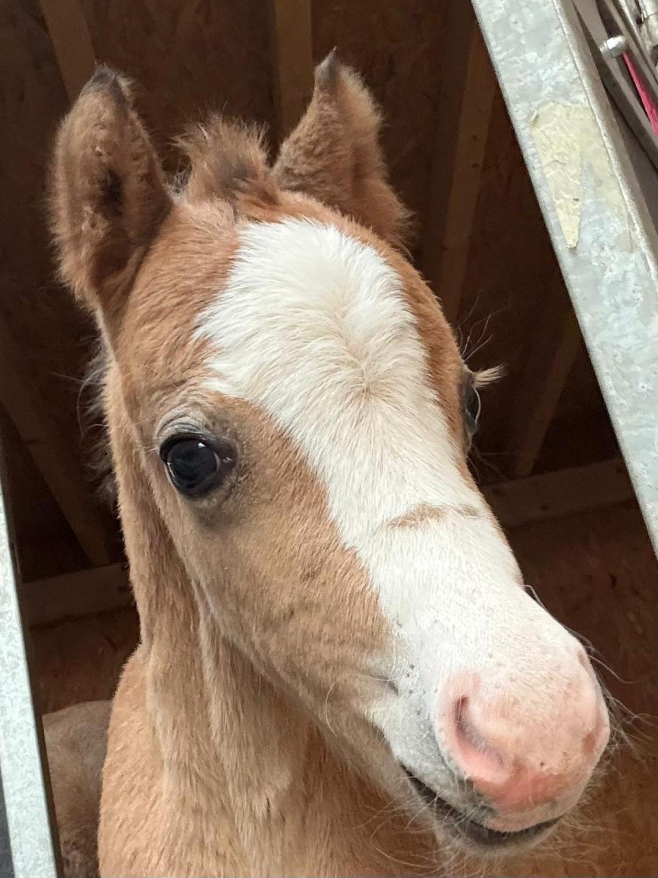 Welsh pony met veulen