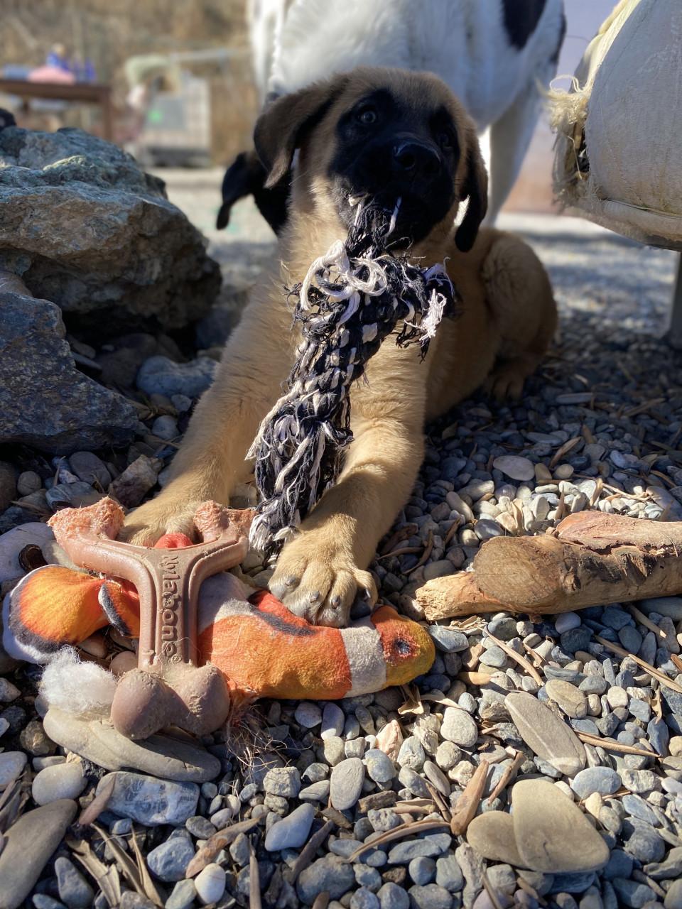 Alora Dog Rescue: Bailey, deze lieverd zoekt een baasje