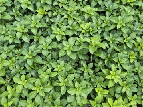 Schaduwkruid - Pachysandra terminalis