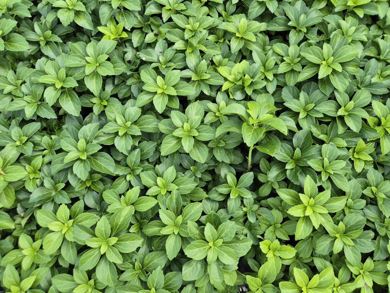 Schaduwkruid - Pachysandra terminalis